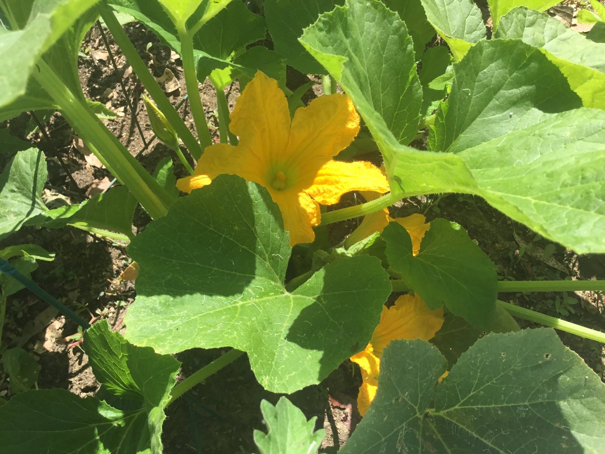 Squash blossoms... 🌿🌿🌼🌿