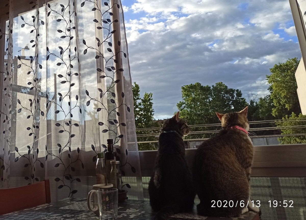 meteox1's tweet photo. #nala y #kira prenent l'últim sol abans que marxi. Vespre molt agradable que invita a passejar #bonpastor #bonpastormola #fembonpastor #barrio #calidoscopi20 #AdoptaNoCompres #dosmejorqueuna #dosmillorqueuna #ElTempsTV3 @CCBonPastor https://t.co/gy6yz8VkDQ