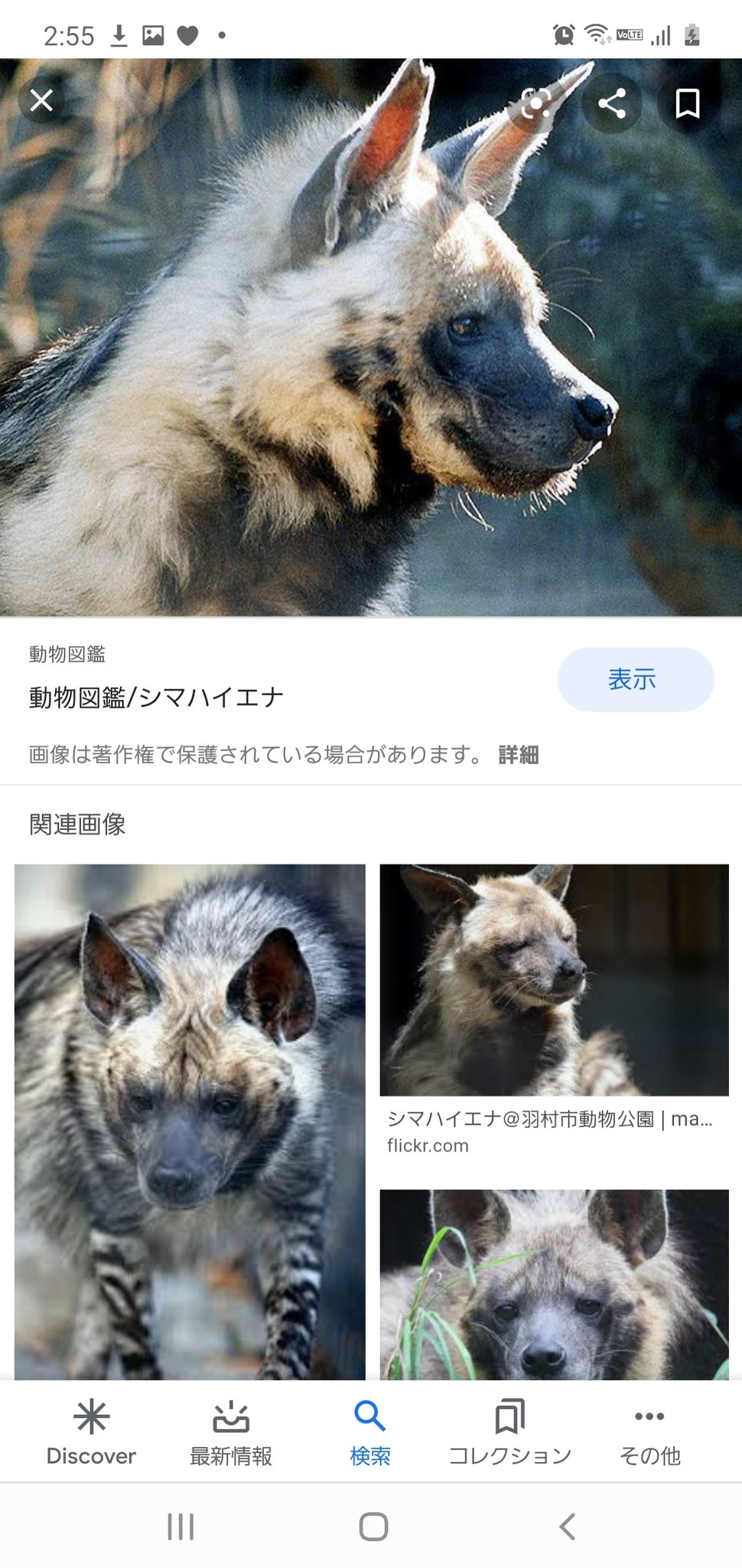 ハレル ハイエナってネコ科だよね 犬にも見える