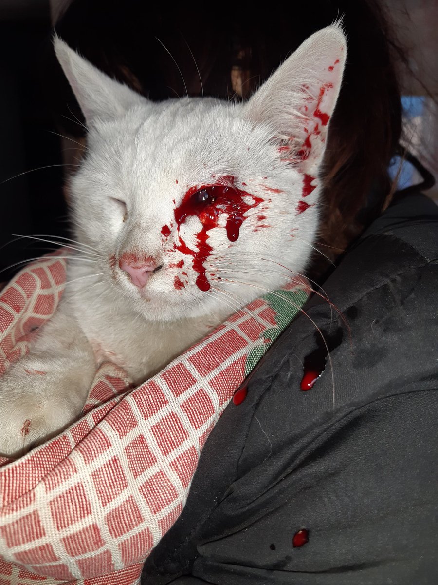 _MaiteMendoza's tweet photo. Otra vez nos toca vivir esto, se nos escapó 5 minutos la salimos a buscar y asi la encontramos, escribo esto llorando, ya nose que hacer, las veterinarias no contestan ninguna, salimos a preguntar y nadie fue, harta de que exista gente tan basura, para nosotros no es solo un gato https://t.co/YfEWpGBMFd