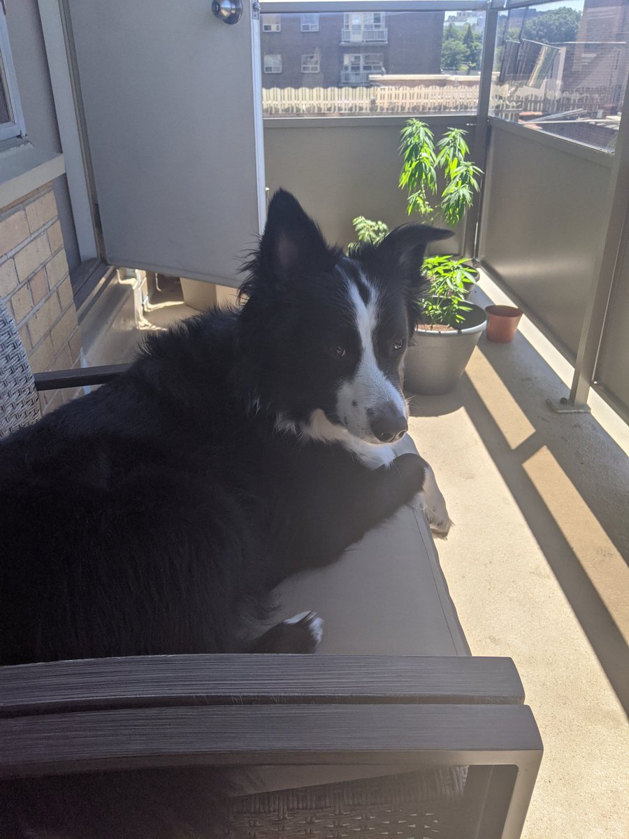 krau5e_alex's tweet photo. Saturday with my budz π€
π±π±π±π±
#seasontwo #4plants #fourplants #urbangarden #urbanpup https://t.co/VLnU4kRPNP