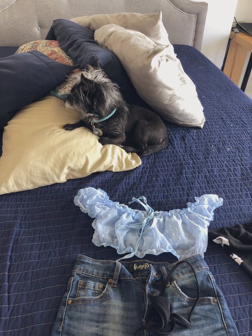 Tuco thinks he&rsquo;s slick hiding in the pillows while I get ready 😂 https://t.co/hPJskRrMBf<a href="/tag/chaturbate"class="tags"><span>#chaturbate</span></a>