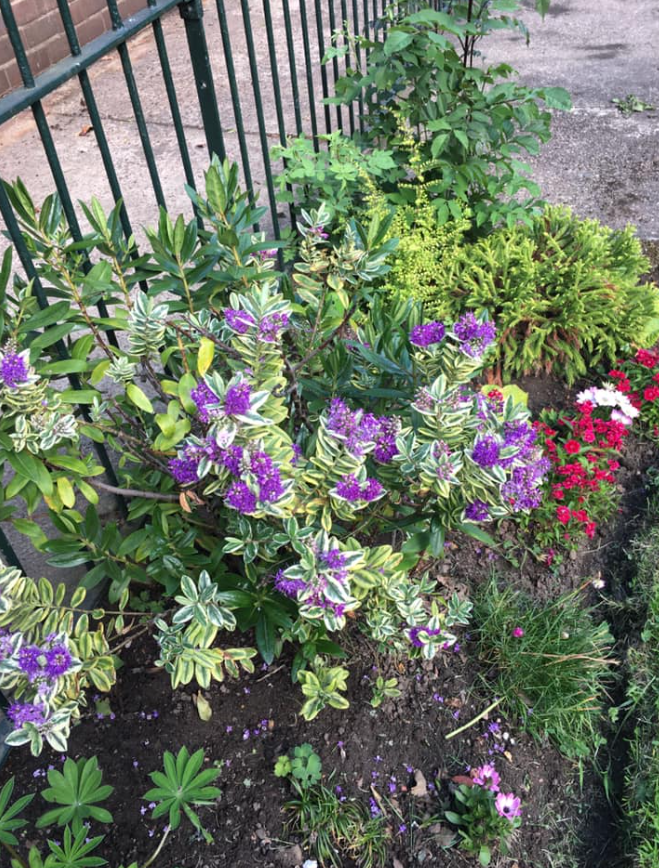 SandallPark's tweet photo. A full days shift in the #QuietGarden today by Carin, working lunch delivered by mother @MyDoncaster @CentralAreaTeam @VisitDoncaster @sandallparkrun @LeedsBuilding @KTPractice #MentalHealthAwareness @doncasterccg https://t.co/xtufBtA7Bu