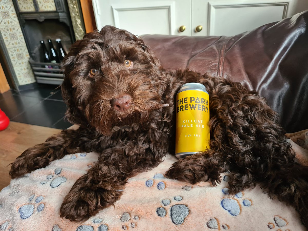 HopsTour's tweet photo. Hector is enjoying a relaxing evening with his Killcat Pale Ale from @TheParkBrewery 

#cockapoo #beerdogs #tourdehops https://t.co/NVkNlN2ozO