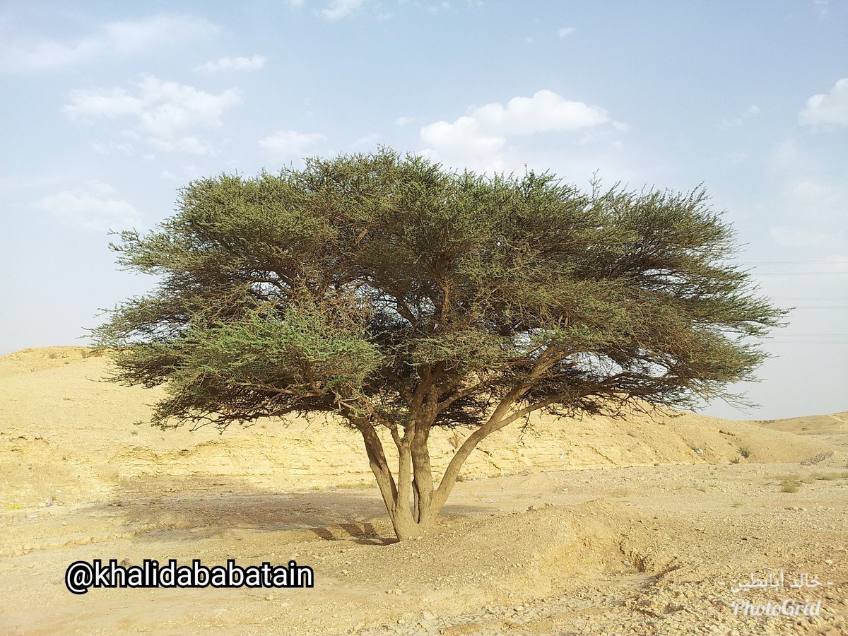 خالد أبابطين tweet media