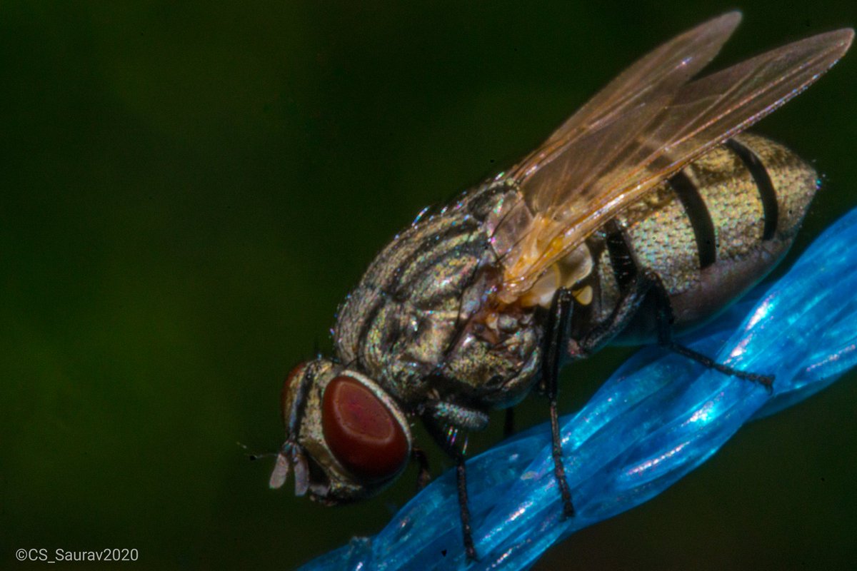 saurav_cs's tweet photo. In today's macro- Mr Fly
But confused with the species name.
Genus- Musca.
ଏଥର ମାକ୍ରୋରେ ମାଛି ମହାଶୟ। ପ୍ରଜାତିକୁ ନେଇ ଦ୍ବନ୍ଦ୍ୱରେ। 
ଜାତି- Musca 
Must comment if any one know the species.
#macrophotography #insects #fly #ମାକ୍ରୋଟାଇମ #macrotime https://t.co/57tgj1wawG