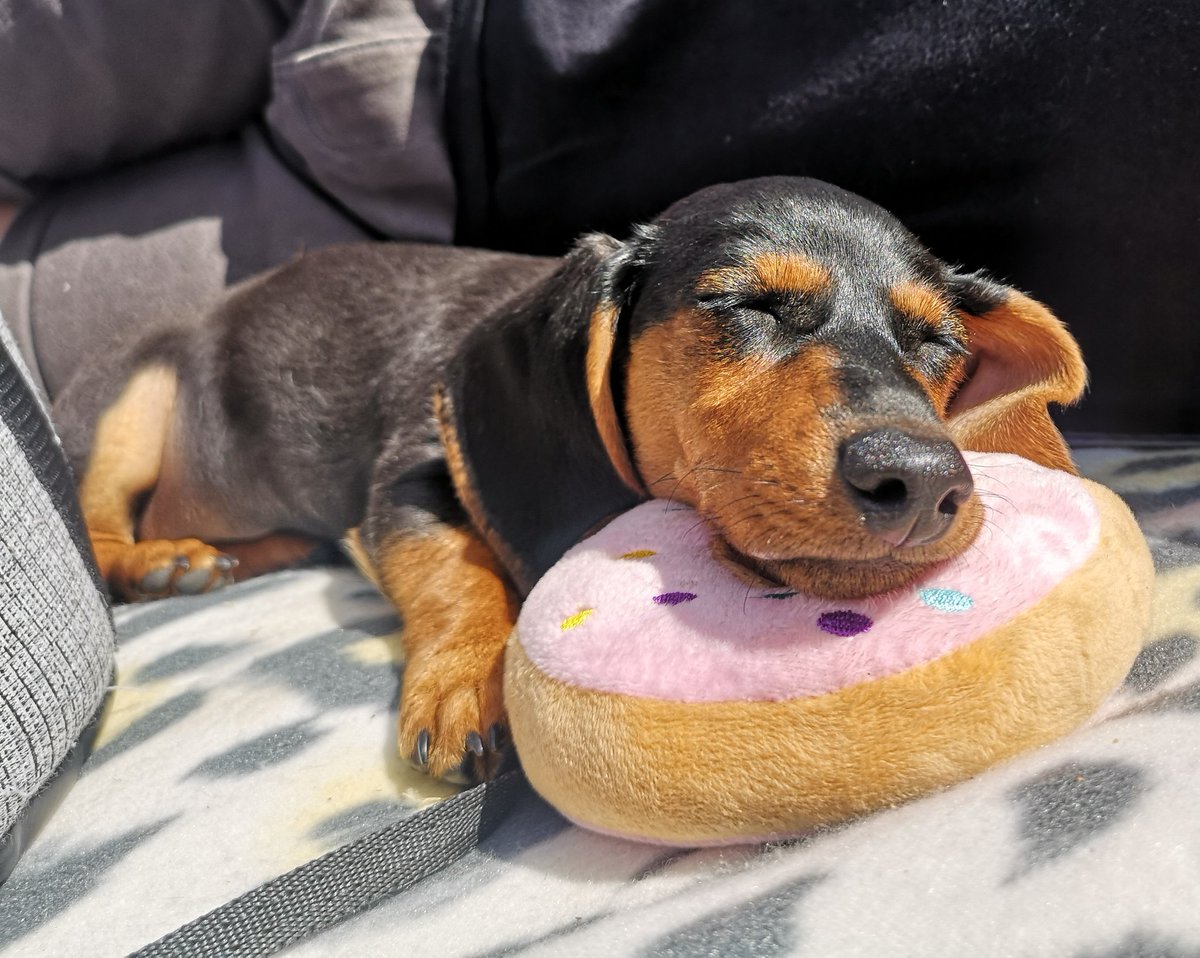 7 mile stroll to Primrose Hill as part of our national team challenge to cover the 505 miles between our 7 offices all got a bit too much for this one 🐶🍩