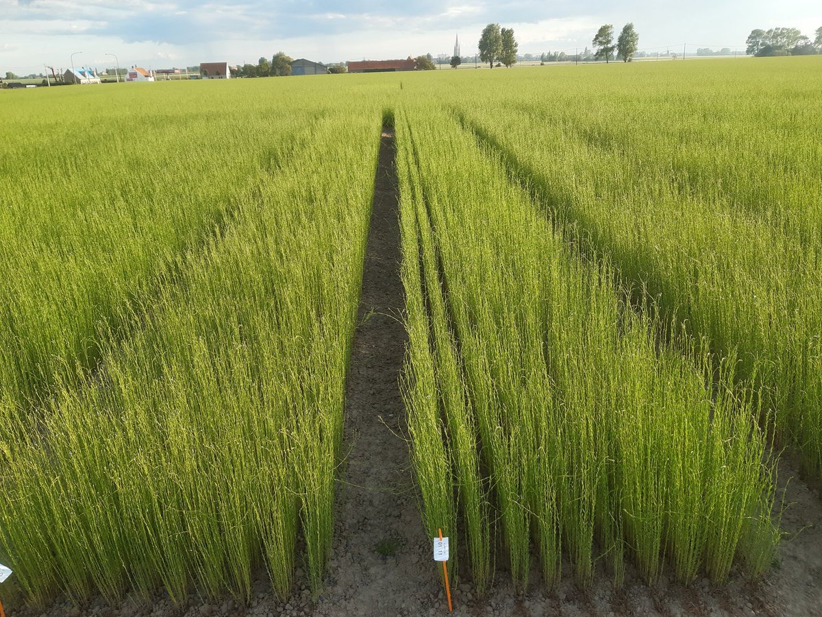 Platforme variété/maladie #lin Houtem (Be) @InagroBeitem 
Proefvelden Inagro Houtem (Vl)
1 : Levée - Opkomst 
2 : 25/05
3 : 13/06