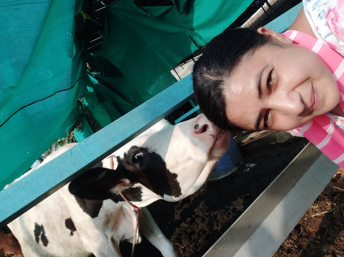 RashmikaVaghela's tweet photo. #selfiewithgomata
#ZeeNews
#SelfiewithCow https://t.co/o8nBpiz4Z6