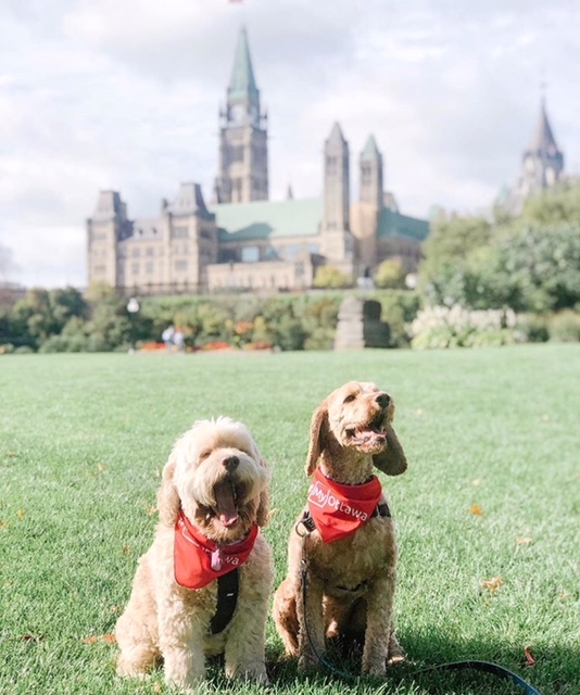 Ottawa_Tourism's tweet photo. Looking to get some fresh air with your pup? 🐕🐶 Check out these cool dog-friendly sightseeing walking routes in the city ➡️ https://t.co/GVU5wRtUs3 #MyOttawa 📷 ourboybauer/IG https://t.co/dLUQMoqCOK