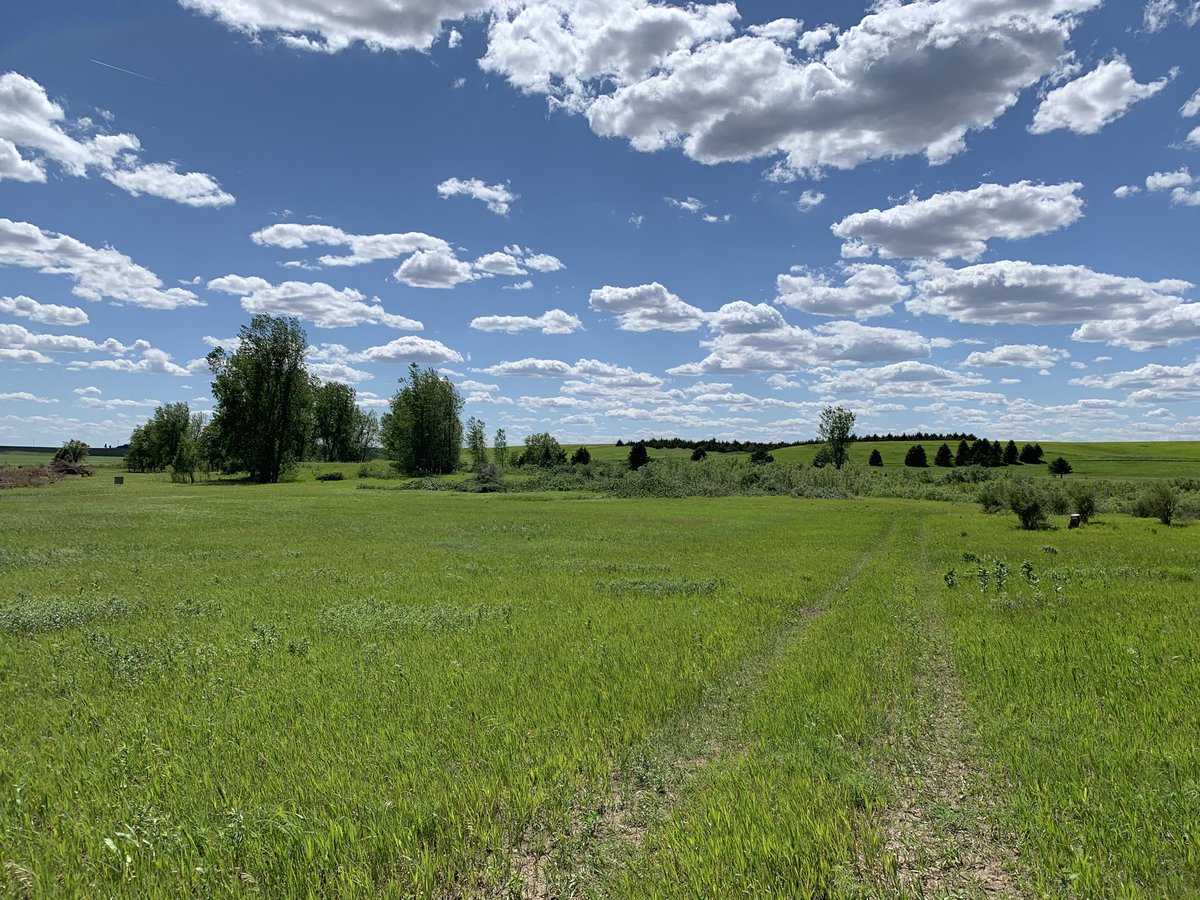 habitatchampion's tweet image. Grassland ecosystems are deteriorated with the presence of invasive trees.  Raccoons and other mammalian predators survive in these areas and then destroy almost all ground nesting efforts within 500 yards. Raptors and other birds of prey will also roost here