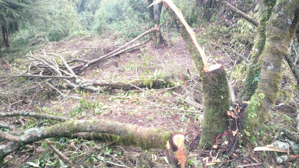 OfElgon's tweet photo. Destruction destruction destruction ! Mt Elgon forest which is one of the five water towers in Kenya is soon going to be no more.@StateHouseKenya @TobikoKeriako @KTNNewsKE @citizentvkenya @ntvkenya @ngaosKE @FredMatiangi https://t.co/ParmwT5OWi