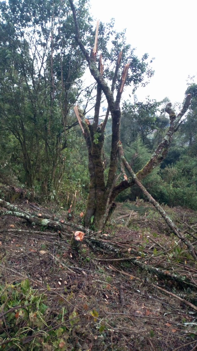 OfElgon's tweet photo. Destruction destruction destruction ! Mt Elgon forest which is one of the five water towers in Kenya is soon going to be no more.@StateHouseKenya @TobikoKeriako @KTNNewsKE @citizentvkenya @ntvkenya @ngaosKE @FredMatiangi https://t.co/ParmwT5OWi