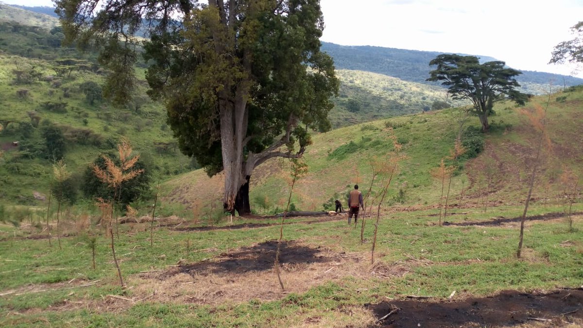 OfElgon's tweet photo. Destruction destruction destruction ! Mt Elgon forest which is one of the five water towers in Kenya is soon going to be no more.@StateHouseKenya @TobikoKeriako @KTNNewsKE @citizentvkenya @ntvkenya @ngaosKE @FredMatiangi https://t.co/ParmwT5OWi