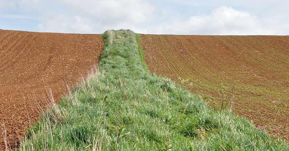agricology's tweet photo. Information on encouraging natural predators to control crop pests by providing more diverse habitats and nectar and pollen sources: https://t.co/UCeiwtaDjy @OrgResCent @LEAF_Farming #IPM https://t.co/FwbiTu5ZWz