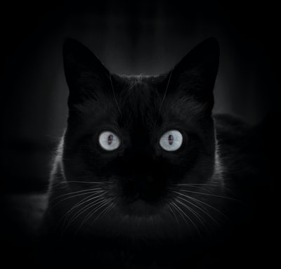 Iotelonmusk's tweet photo. #catadoption #cathumor #catdiy #catproducts #gozocatdetectives https://t.co/8Hs9pumNjj