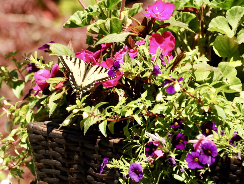 glenabbey007's tweet photo. Butterfly Day! After spotting a Black Swallowtail at #erchless this morning, the Yellow Tiger Swallowtail which has been elusively flitting around the yard all week, finally stopped at one of Carol’s baskets, gotcha! @saveglenabbey @ConservHalton @VisitOakville @Oakvillegreen https://t.co/7gWlXiVe7F