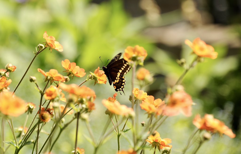 glenabbey007's tweet photo. Butterfly Day! After spotting a Black Swallowtail at #erchless this morning, the Yellow Tiger Swallowtail which has been elusively flitting around the yard all week, finally stopped at one of Carol’s baskets, gotcha! @saveglenabbey @ConservHalton @VisitOakville @Oakvillegreen https://t.co/7gWlXiVe7F