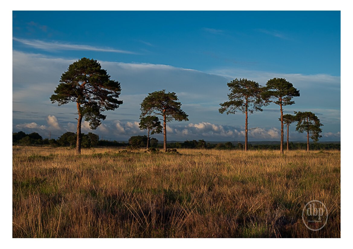 DavidBeater's tweet photo. Friday Evening at Holt Heath. After removing two ticks from Amber (our Vizsla dog) and fending off swarms of gnats I finally managed this image just before sundown! Taken on the little Fuji XT10 with 18-55mm. #dorset #nature https://t.co/KJBfCbjYB9