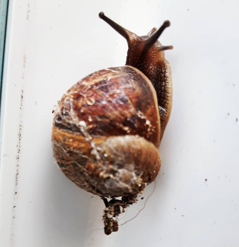 mindisablank's tweet photo. Had a little helper in the garden today #wildlife #molusc #snail https://t.co/SZIwEIrfUE https://t.co/oG2Y6UpZnr