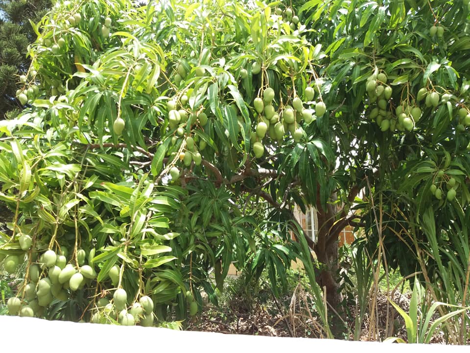 Kolektivo's tweet photo. Big step towards a regenerative economy on #Curaçao!

The first Local Syntrophic Food Forest proposal has been submitted to CuraDAO. Klarvin has requested 1100 @Cura_DAI to establish the food forest on his terrain.

20% of the harvest will be rewarded to #CuraDAO as compensation. https://t.co/kM11nXXJUo