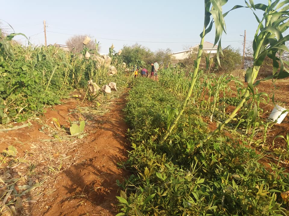 Kolektivo's tweet photo. Big step towards a regenerative economy on #Curaçao!

The first Local Syntrophic Food Forest proposal has been submitted to CuraDAO. Klarvin has requested 1100 @Cura_DAI to establish the food forest on his terrain.

20% of the harvest will be rewarded to #CuraDAO as compensation. https://t.co/kM11nXXJUo