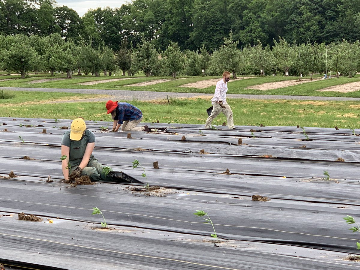cornellwillow's tweet photo. We planted our CBD hemp trials with 32 entries in Ithaca and Geneva Thursday and Friday using safe distancing practices and wearing masks.  Glad we have good irrigation, because it’s getting dry here. https://t.co/pVZrlTDisI