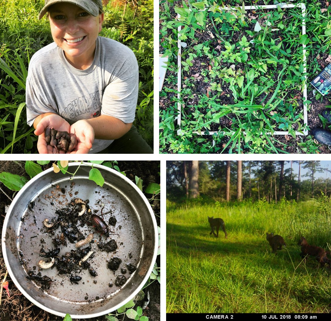 BioHook85's tweet photo. Ecology twitter: I'm an Aug '20 PhD graduate looking for postdocs &amp; state/fed/non-prof ecology/data science positions. Interests are community ecology &amp; wildlife population dynamics. My graduate research (MS &amp; PhD) has been large-scale ecosystem manipulation studies. Pls retweet! https://t.co/Xg6XIDL0Bb