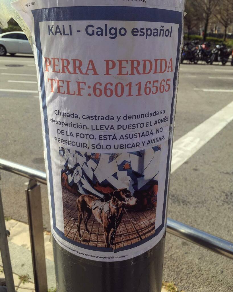 _dazzad_'s tweet photo. KALI is missing and being missed 
#bitch #chipada #estaasustada #noperseguir #soloubicaryavisar #galgoespañol #missing #missingpet #missingdog #streetphotography #outandabout #urban #city #citylife https://t.co/hM5OjUS6wp https://t.co/VFg2sppQ0v