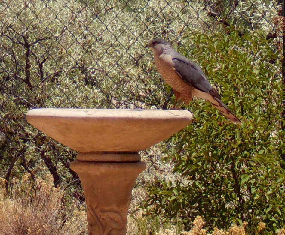 Cooper's hawk this morning.