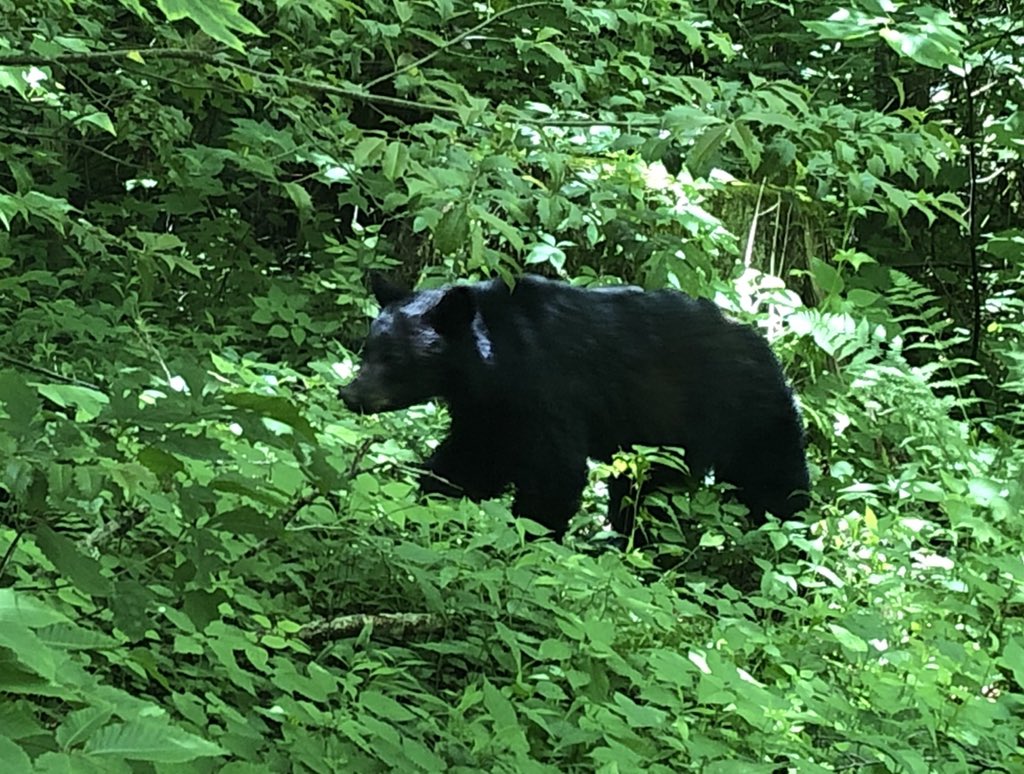 packetu's tweet image. We were out hiking at Grotto falls in Gatlinburg, TN. Ran up on this big guy on the way to our vehicle.