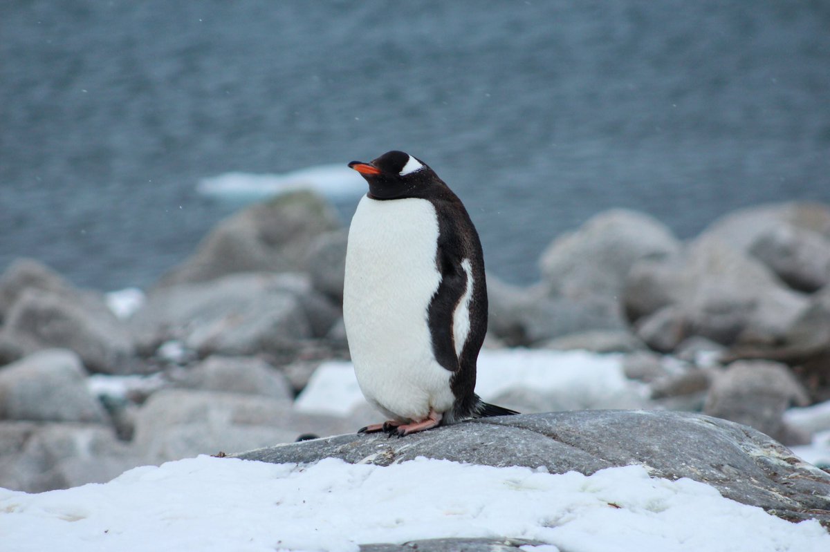 Still hard to imagine I was lucky enough to conduct #research in #Antarctica during my MSc in #marinemammalscience at the #UniversityofStAndrews. I miss the ocean so much (especially these days) and can’t wait to go back out in the field in the future!