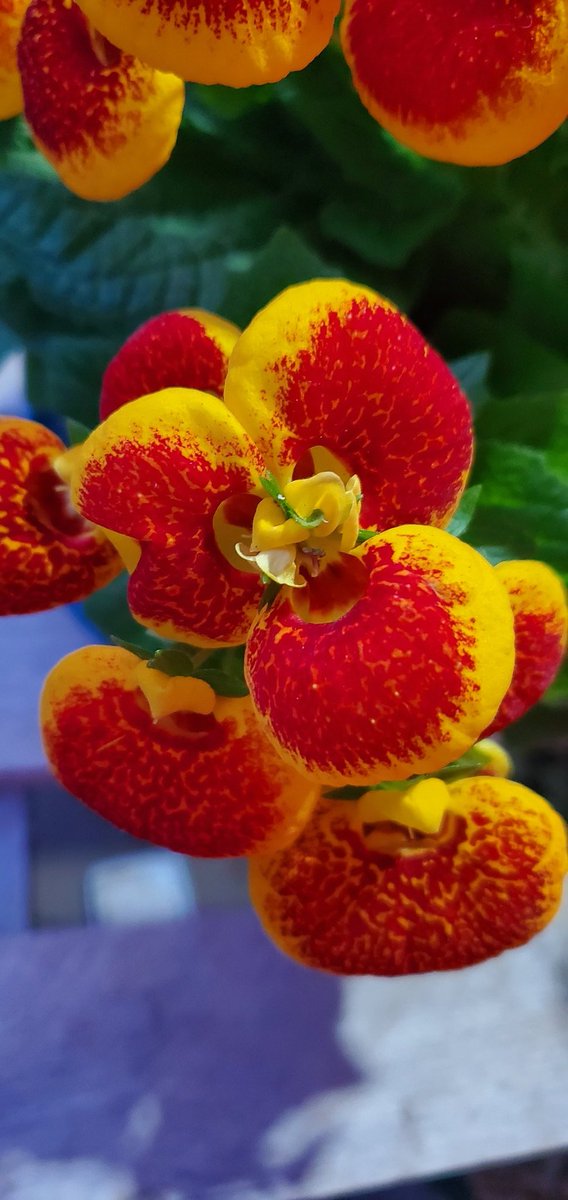 ラシクサク カルセオラリア 買った時はまさかこんなに花が咲くとは思いませんでした 1箇所から3つ咲いたり 傘みたいになったりたまに奇形な花が咲きます ホームセンターで買えるし そんなに珍しいものでは無いけど面白いでしょ 天下家植物界 ラシクサク カルセオラリア 買った時はまさかこんなに花が咲くとは思いませんでした 1箇所から3つ咲いたり 傘みたいになったりたまに奇形な花が咲きます ホームセンターで買えるし そんなに珍しいものでは無いけど面白いでしょ 天下家植物界