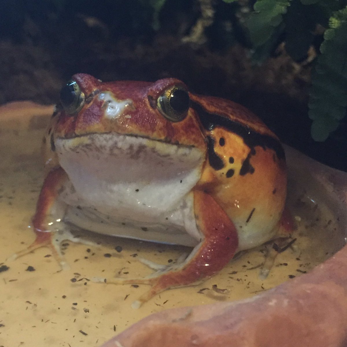 monstatron's tweet photo. roma tried to attack me shortly after i took these. lol
#Tomatofrog #Petfrog https://t.co/X98h8RmQN6