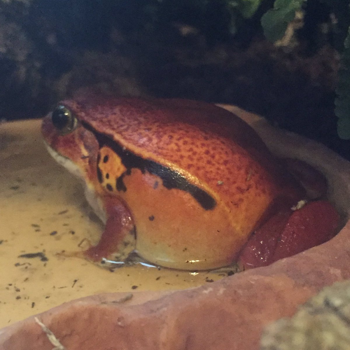 monstatron's tweet photo. roma tried to attack me shortly after i took these. lol
#Tomatofrog #Petfrog https://t.co/X98h8RmQN6