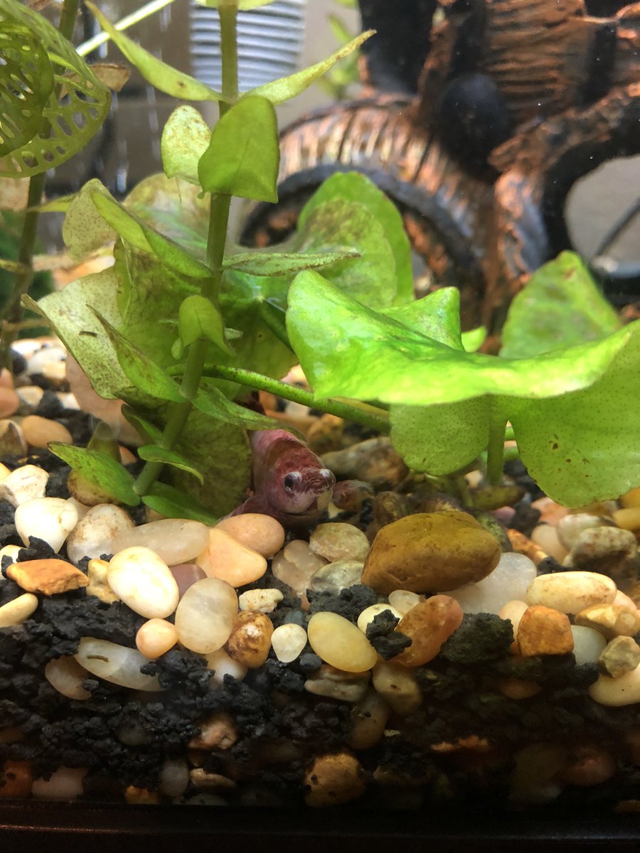 Blank_Lady_'s tweet photo. Betty says hi! #betta #fish #fishtank https://t.co/wZG4cFlBhu