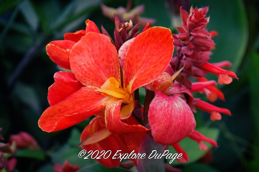 A favorite pic I took last week <a href="/CantignyPark/">CantignyPark</a> Time to get my #Summer #Photography going again!