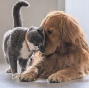 ecalixto's tweet photo. Jugar con una mascota como un perro o gato incrementa en nuestro cerebro los niveles cerebrales de endorfinas, dopamina y oxitocina. 

Noche de NeuroTuits en vivo este lunes a las 6 pm
@adrnetworksmx 
Itunes
Spotify https://t.co/Rc9K0D6Sn8