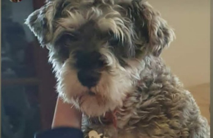 Pancho esta perdido desde hoy zona muñiz no tenia collar en el momento que desaparecio no esta castrado!! Debe estar asustado por cualquier informaciòn contactarse con este numero 1163617795 lo ayudamos a volver a casa?! RT por el es mini schnauzer entre todos  podemos ayudarlo🙌