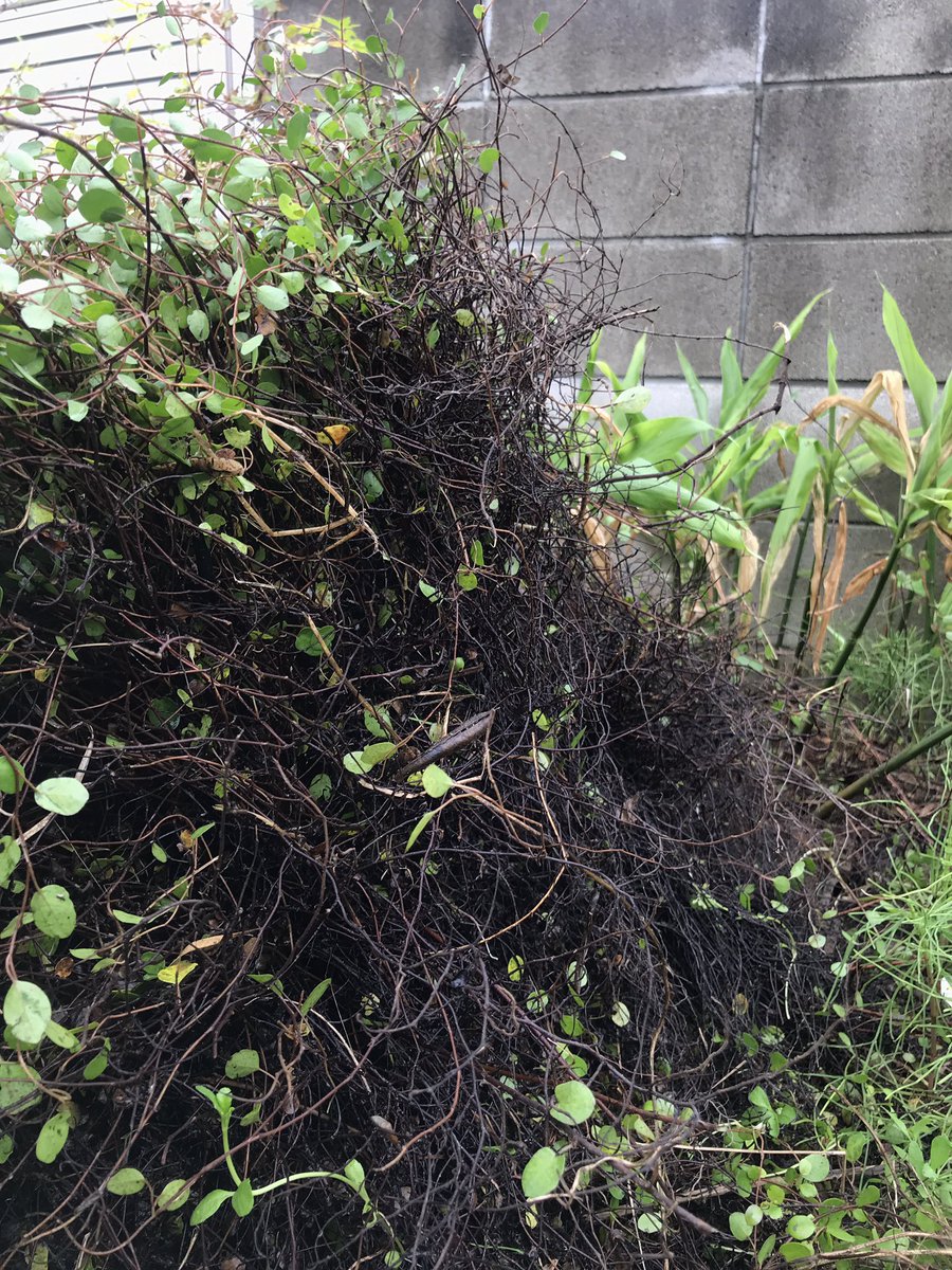 ワイヤープランツは繁殖力が恐ろしいと話題に 3ページ目 Togetter