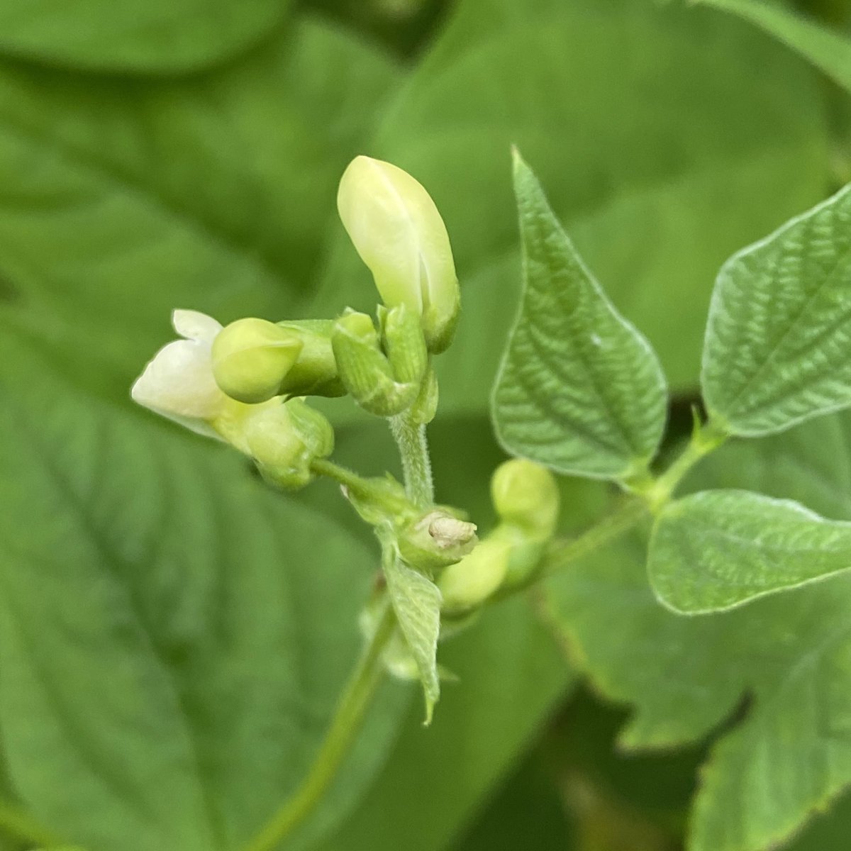 a green pepper. tomatoes. string beans flowering. today’s garden lesson: growth happens how it will. bloom. 