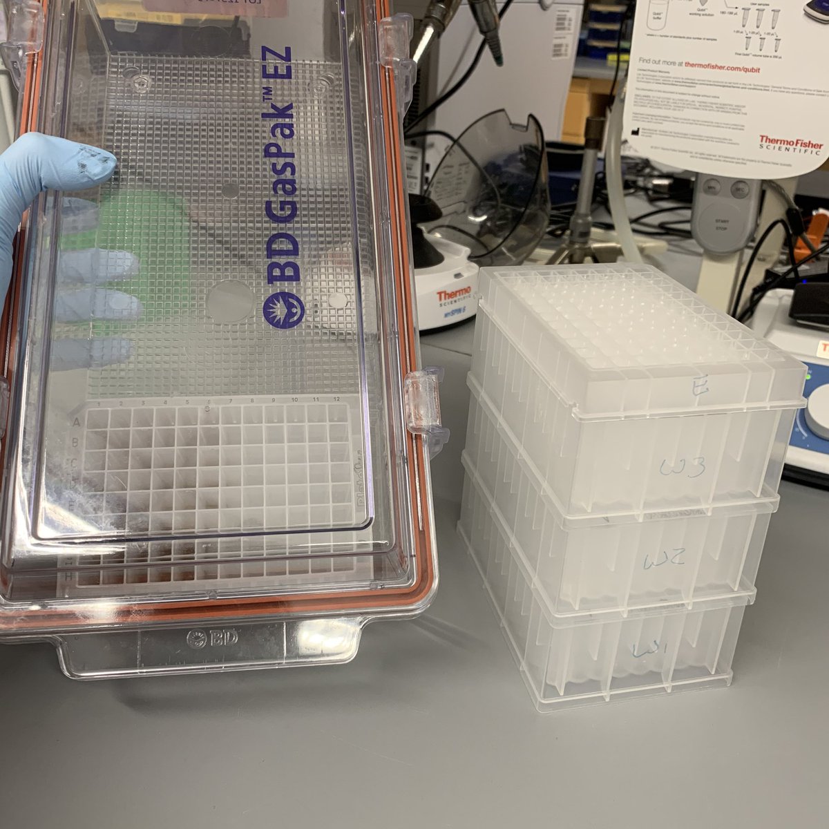 Once we have a sample count, we can set up plates for the run. The sample plate (left) is what we add samples to directly, and has beads and a binding solution. Wash 1= detergent, 2+3=80% ethanol washes (help separate RNA from solution), + elution buffer (to collect RNA in @ end)
