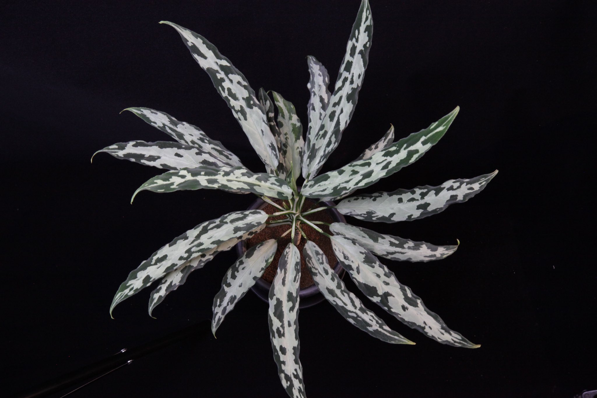 アグラオネマ 氷肌玉骨 （Aglaonema pictum 妖鳥×氷肌玉骨｜植物