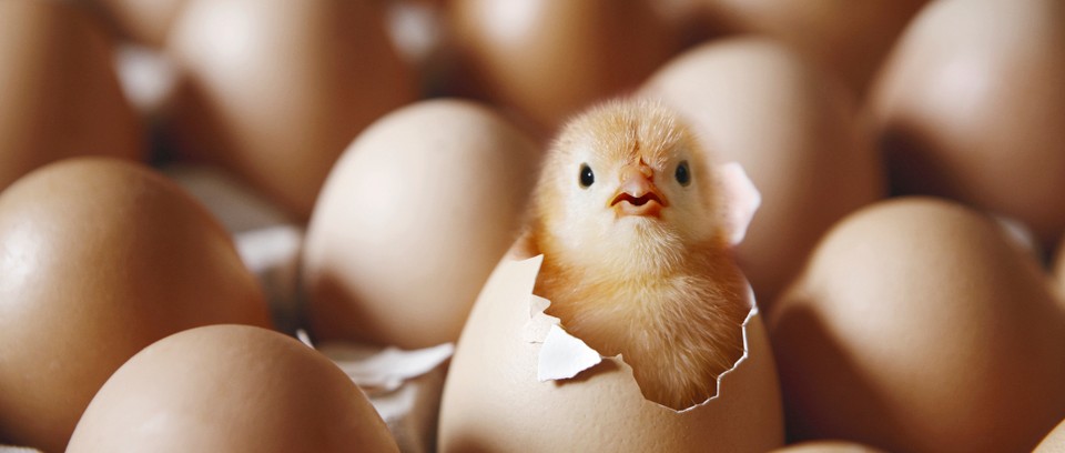 savemalechicks's tweet photo. helping hand - for male-chicks all over the world
男性の雛を保存 #AnimalRights 
#savemalechicks #男性の雛を保存 #写真術 #Japan 
GettyImages. https://t.co/tLw5REAitv