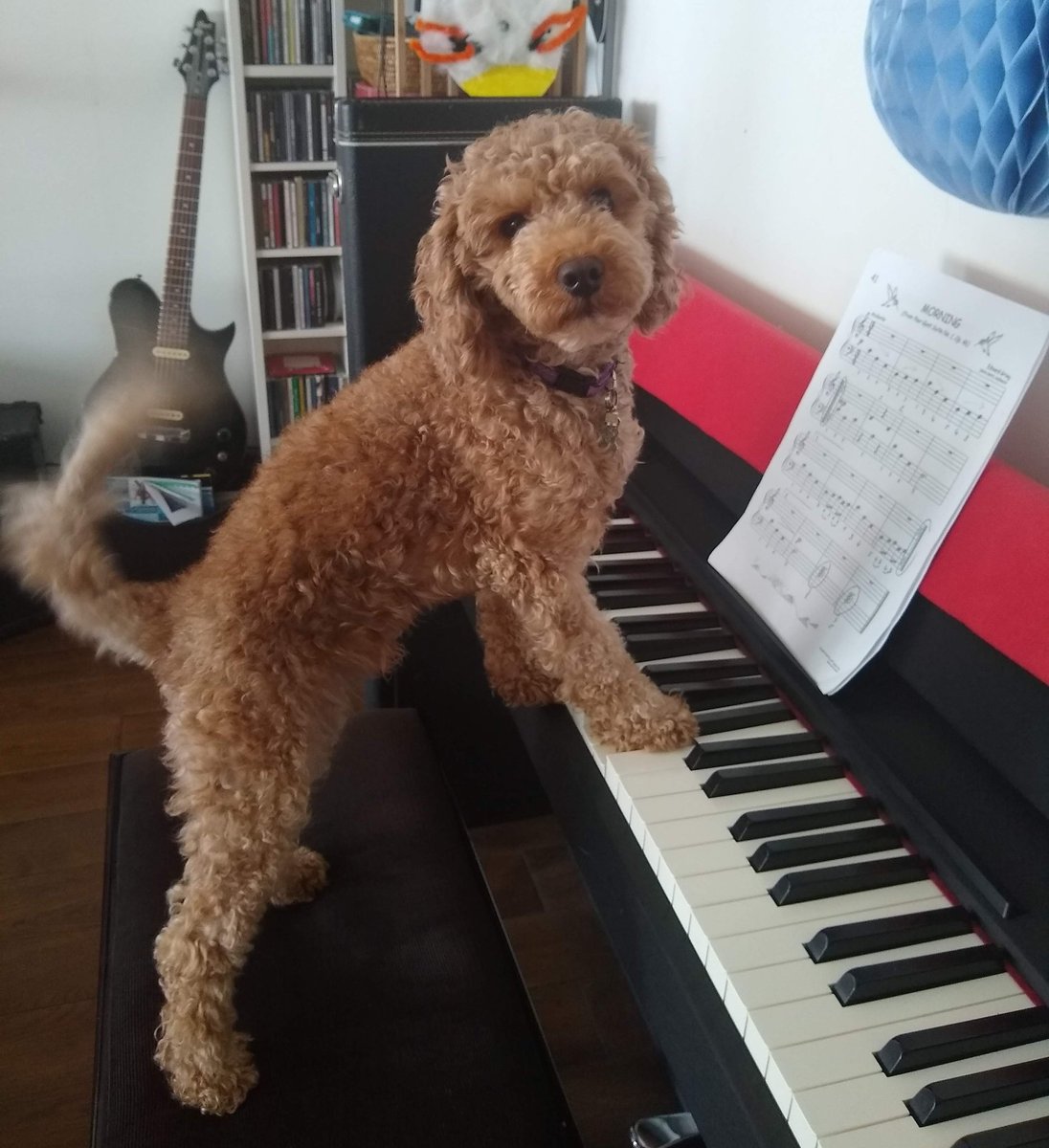 Any requests? Mojo preparing for Fête de la Musique. Post lockdown, I'm finding that it's the little things that are worth the most. Time to be #grateful Also, #kiakaha to those who are still suffering or grieving.