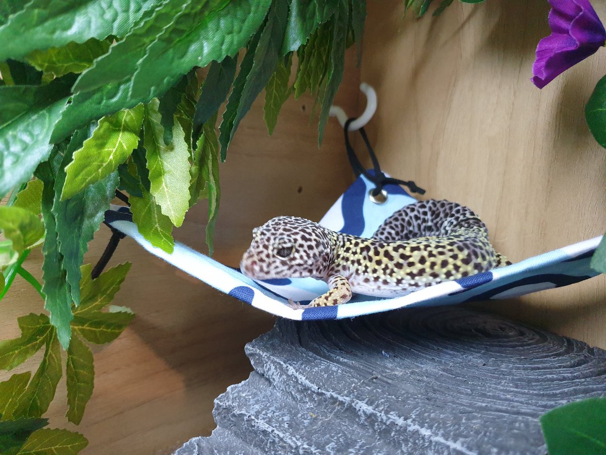 amyblair_x's tweet photo. Why is Lilith so precious?! #leopardgecko #macksnow #hammock https://t.co/IWA8FVqcqv