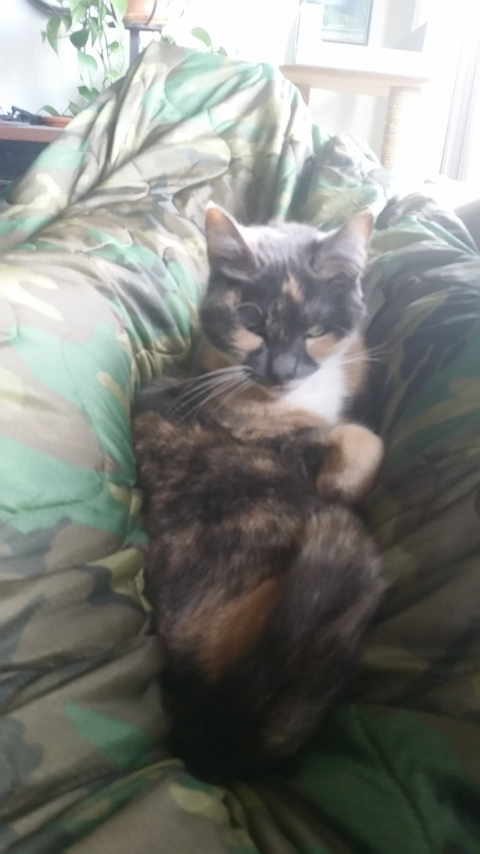 ManChowderUltra's tweet image. 