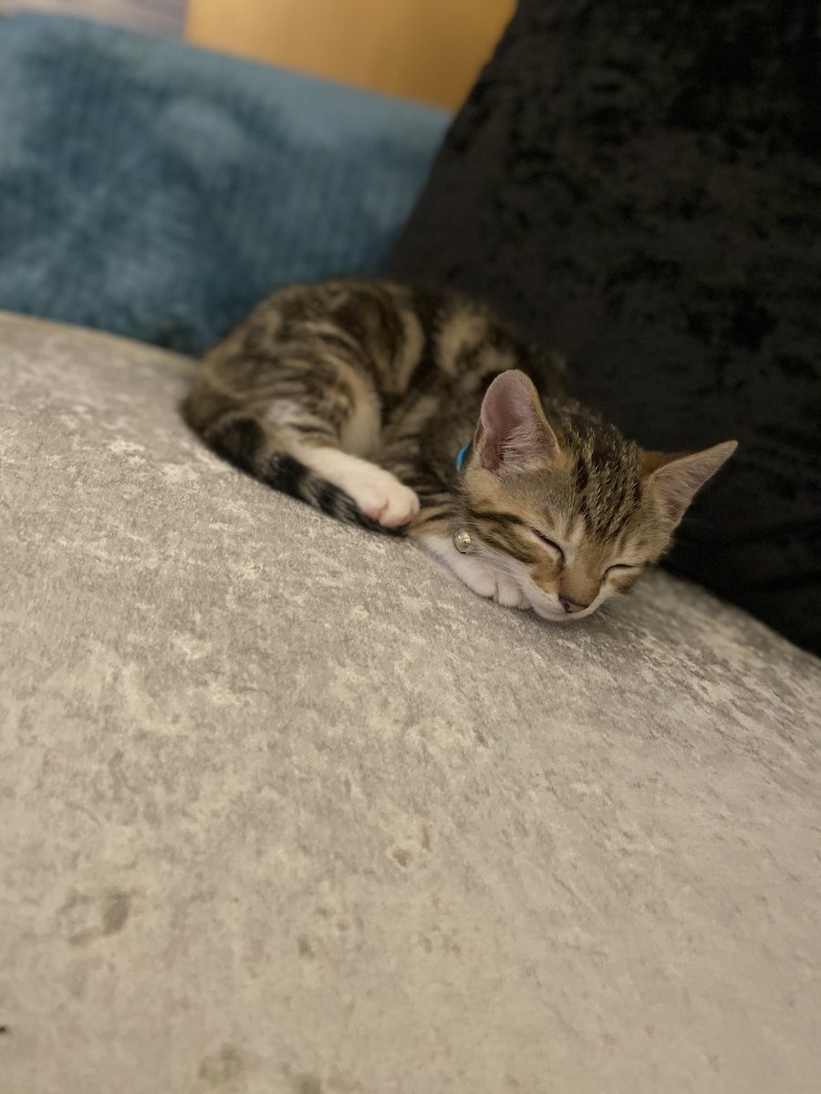 goggleboxemma's tweet image. So Mani is gettin comfortable now and has taken to his bed.. the only thing is I really wanna go to bed myself but don’t wanna move him to the kitchen in case I wake him.. then i’m thinking I don’t wanna leave him downstairs on his own #newkitty #helprequired #ourbaby #newmember