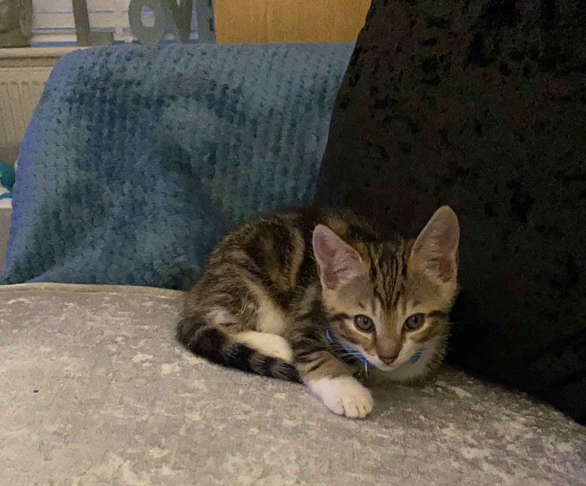 goggleboxemma's tweet image. So Mani is gettin comfortable now and has taken to his bed.. the only thing is I really wanna go to bed myself but don’t wanna move him to the kitchen in case I wake him.. then i’m thinking I don’t wanna leave him downstairs on his own #newkitty #helprequired #ourbaby #newmember