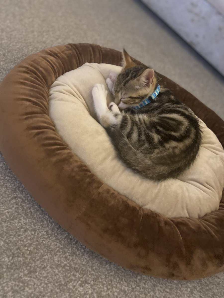 goggleboxemma's tweet image. So Mani is gettin comfortable now and has taken to his bed.. the only thing is I really wanna go to bed myself but don’t wanna move him to the kitchen in case I wake him.. then i’m thinking I don’t wanna leave him downstairs on his own #newkitty #helprequired #ourbaby #newmember